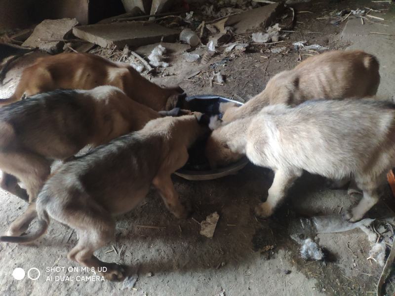 精品马犬，两针疫苗一次驱虫，因上班没时间打理和训练！便宜
