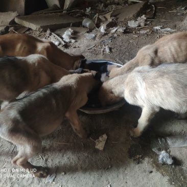 精品马犬，两针疫苗一次驱虫，因上班没时间打理和训练！便宜