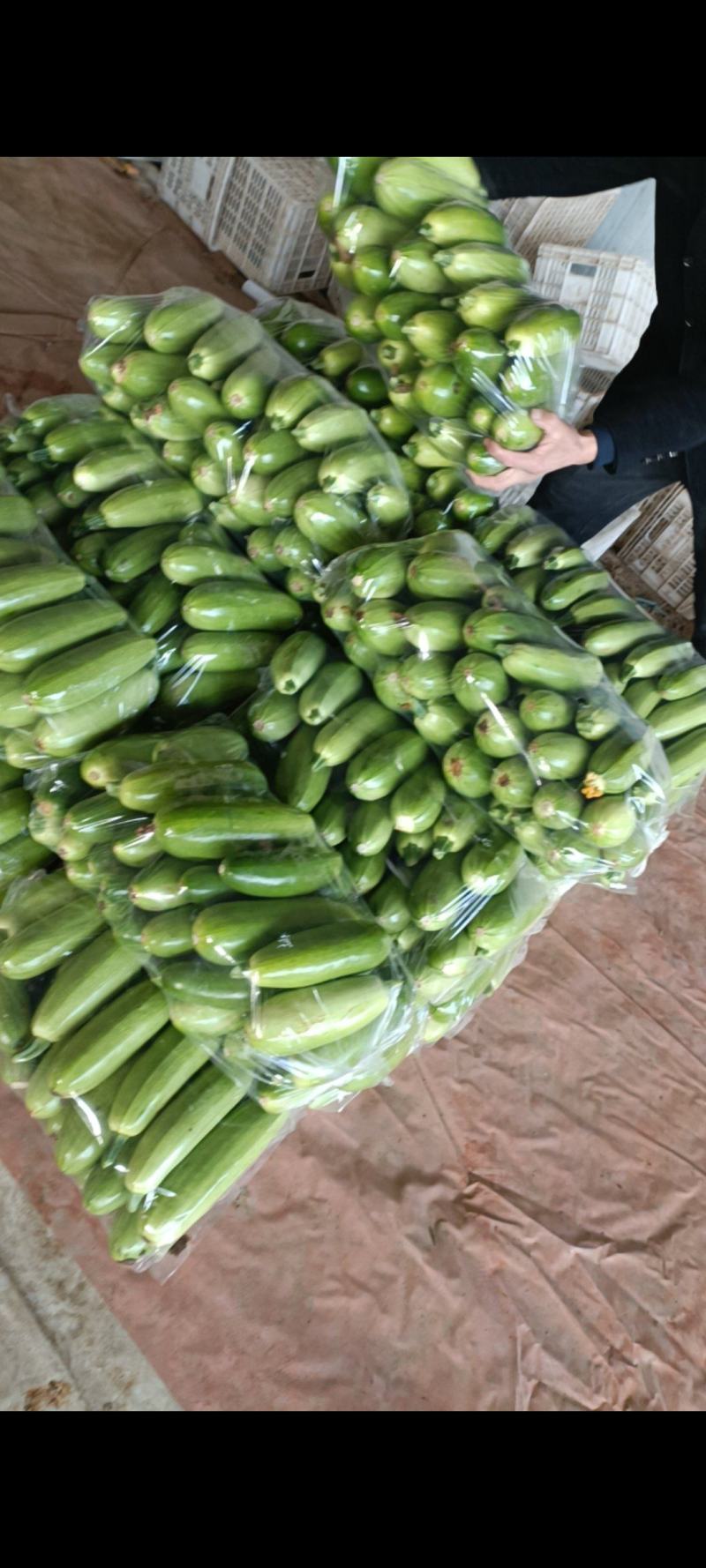 西葫芦，绿皮西葫，产地直发，诚信合作供应全国各地