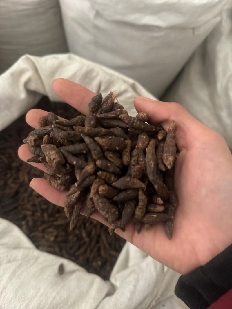 香附香附个香附片制香附片醋香附保庆药业批发香附子