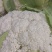 有机小米花,产地直发,质量可靠,价格合理