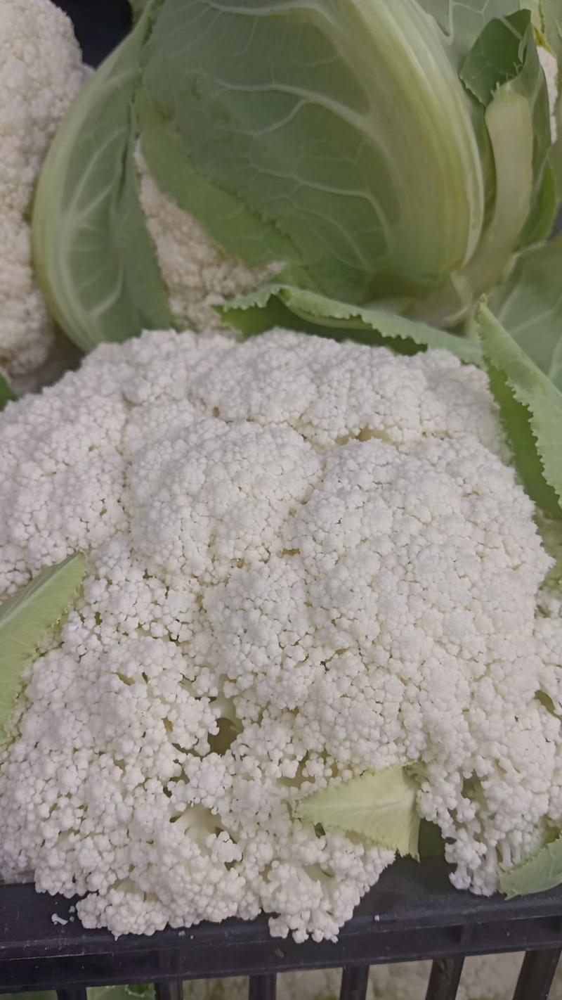 有机小米花，产地直发，质量可靠，价格合理