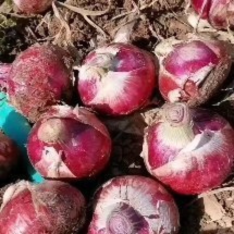 河南洋葱大量上市，电商，超市，市场，批发洋葱