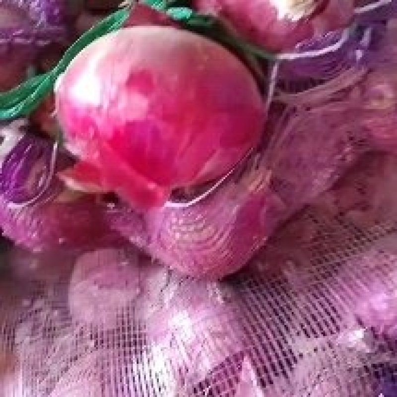 河南洋葱大量上市，电商，超市，市场，批发洋葱
