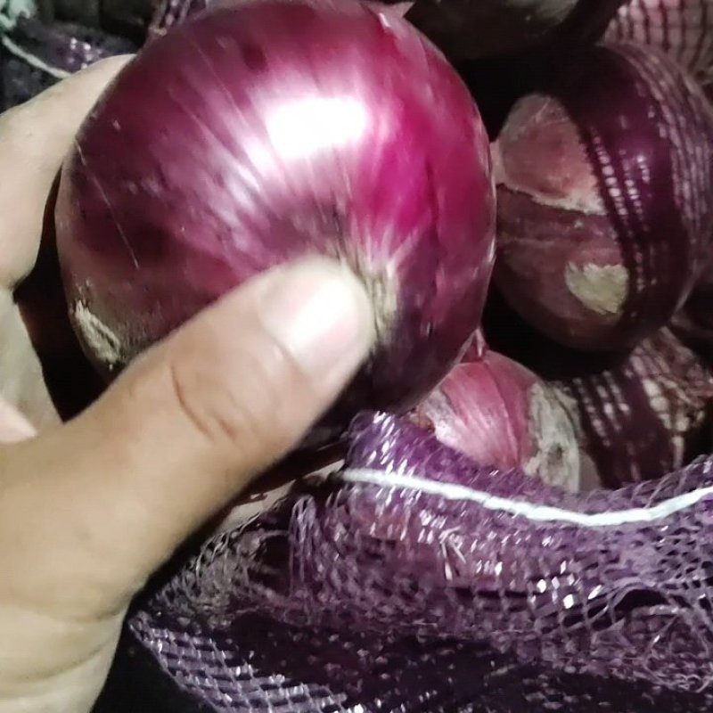 河南洋葱大量上市，电商，超市，市场，批发洋葱