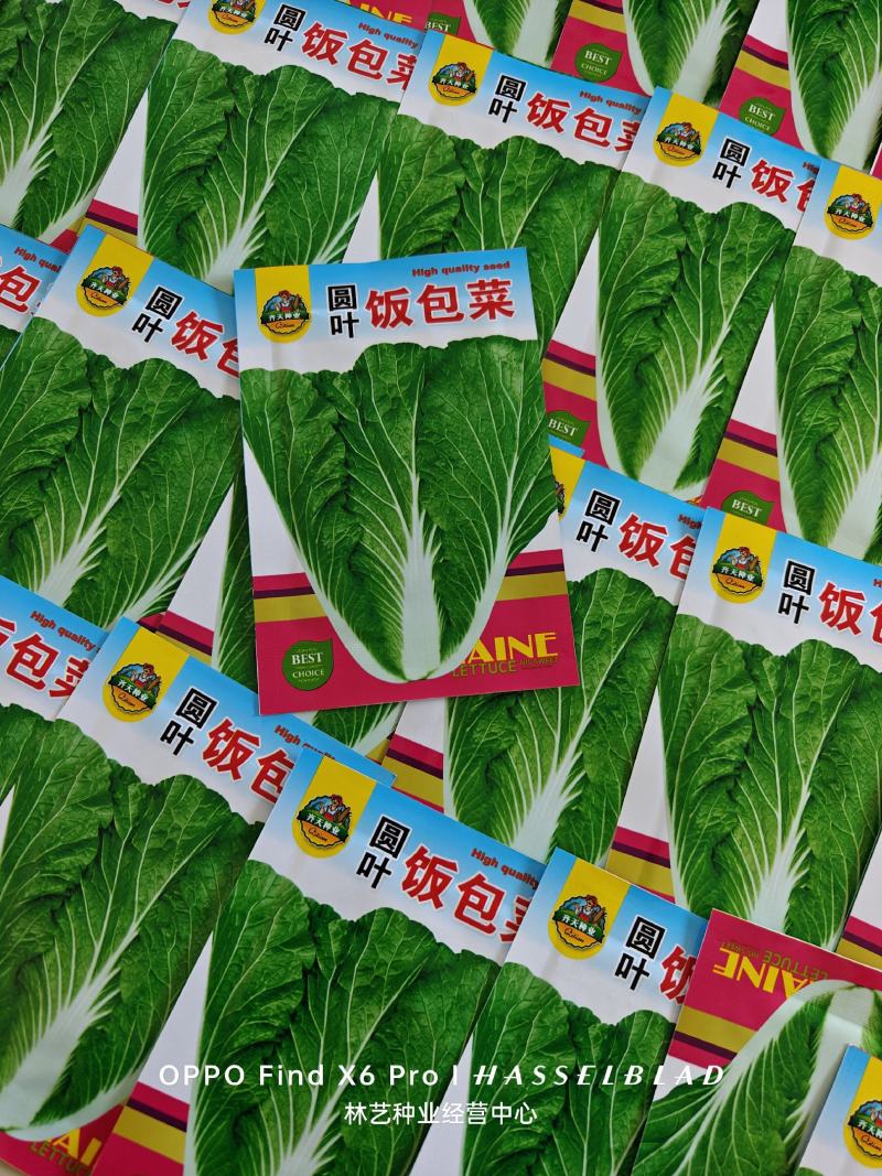 饭包菜种子四季蔬菜种子易种易活