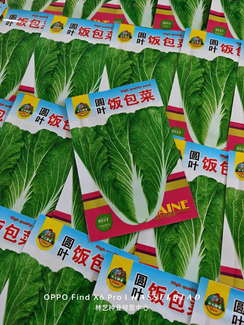 饭包菜种子四季蔬菜种子易种易活