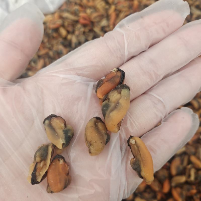 贻贝海虹干淡菜干个头均匀干度好支持一件代发