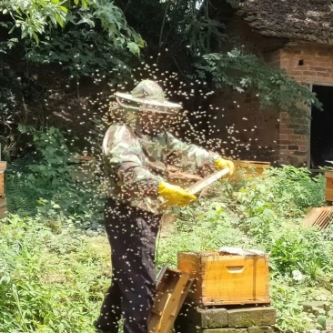 家里自己摇的土蜂蜜