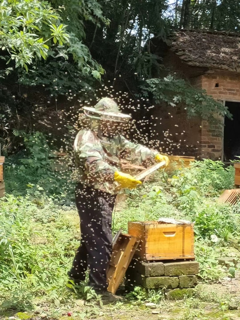 家里自己摇的土蜂蜜