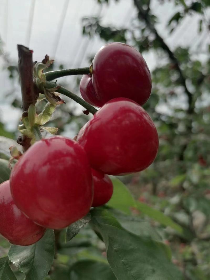 美早樱桃产地批发大棚樱桃大量上市品种多口感甜一手货源