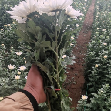 祭祀用白菊量大可谈