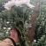 祭祀用白菊量大可谈