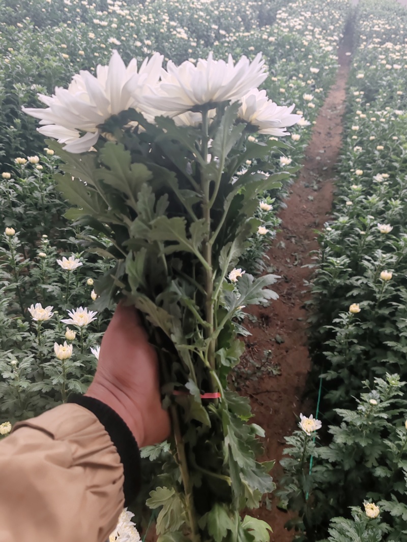 祭祀用白菊量大可谈