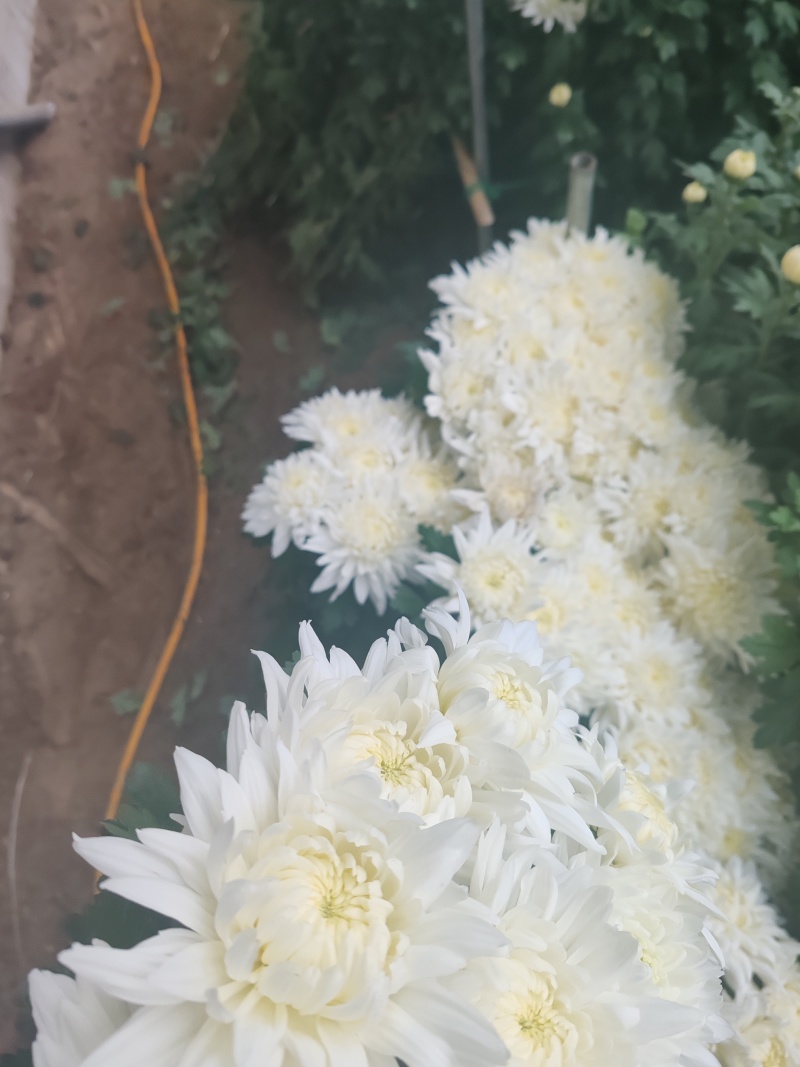 祭祀用白菊量大可谈