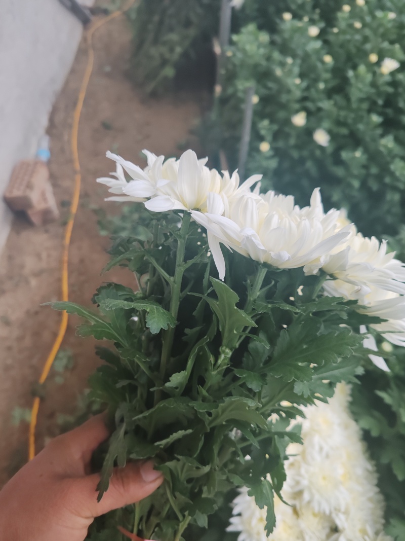 祭祀用白菊量大可谈