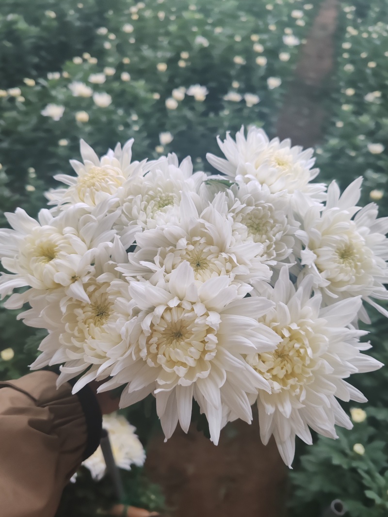 祭祀用白菊量大可谈