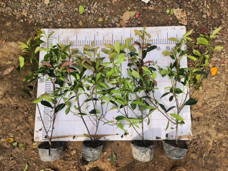 红叶石楠厂区绿化红叶石楠小苗耐修剪观赏性高
