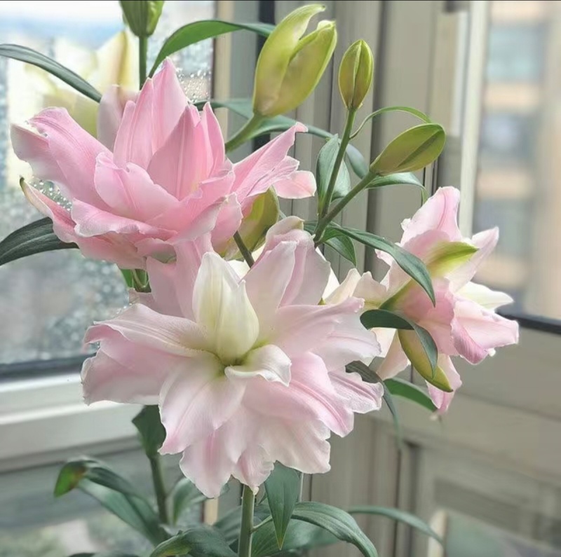 重瓣百合花球