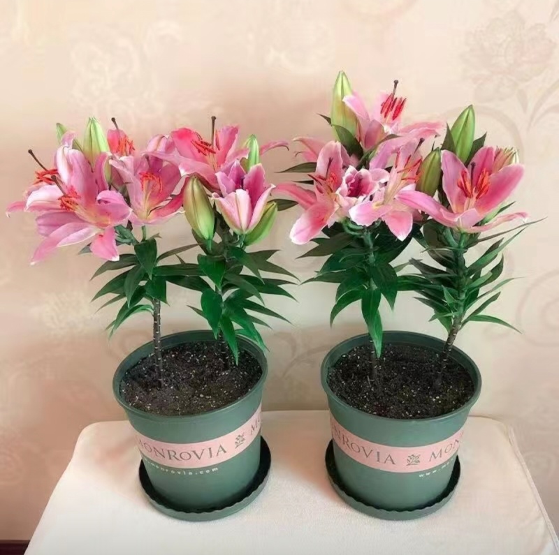 重瓣百合花球