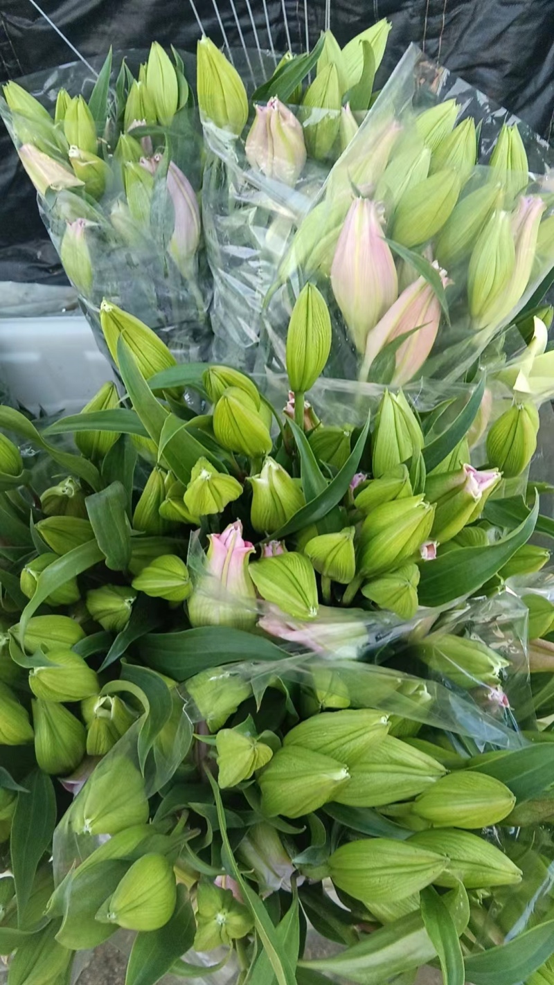重瓣百合花球