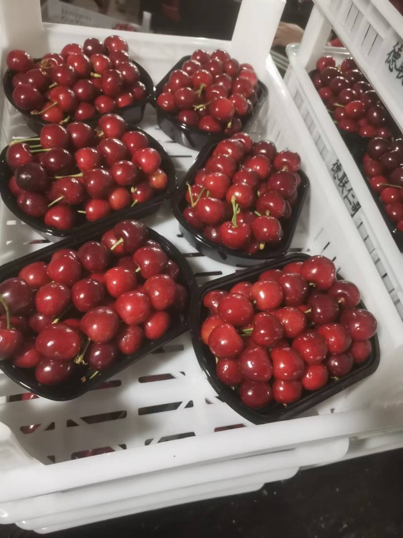 美早樱桃大棚美早樱桃大量上市美早樱桃红灯樱桃货源充足