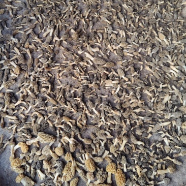 野生羊肚菌上新