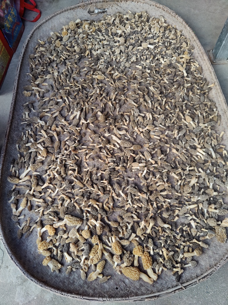 野生羊肚菌上新