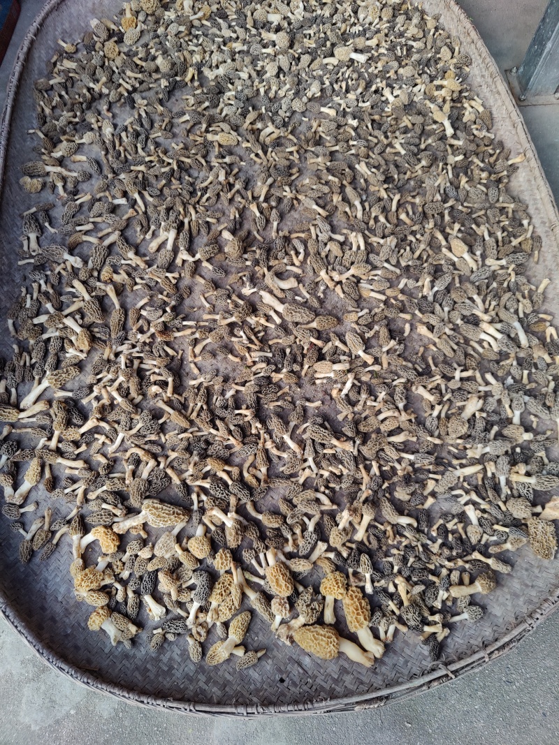 野生羊肚菌上新