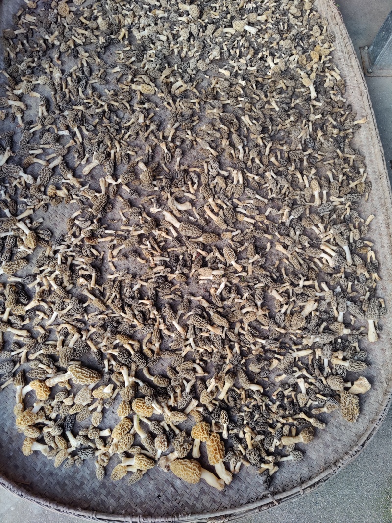 野生羊肚菌上新