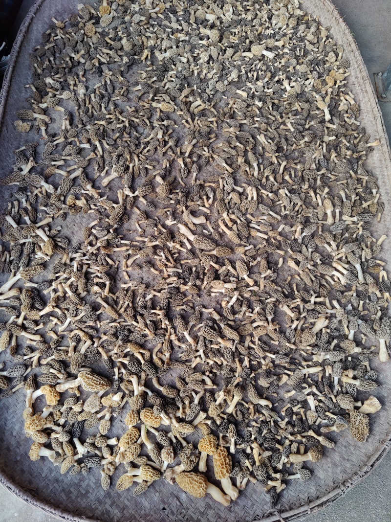 野生羊肚菌上新