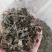 广东精品野生藤茶，价格真实，品质保证规格齐全