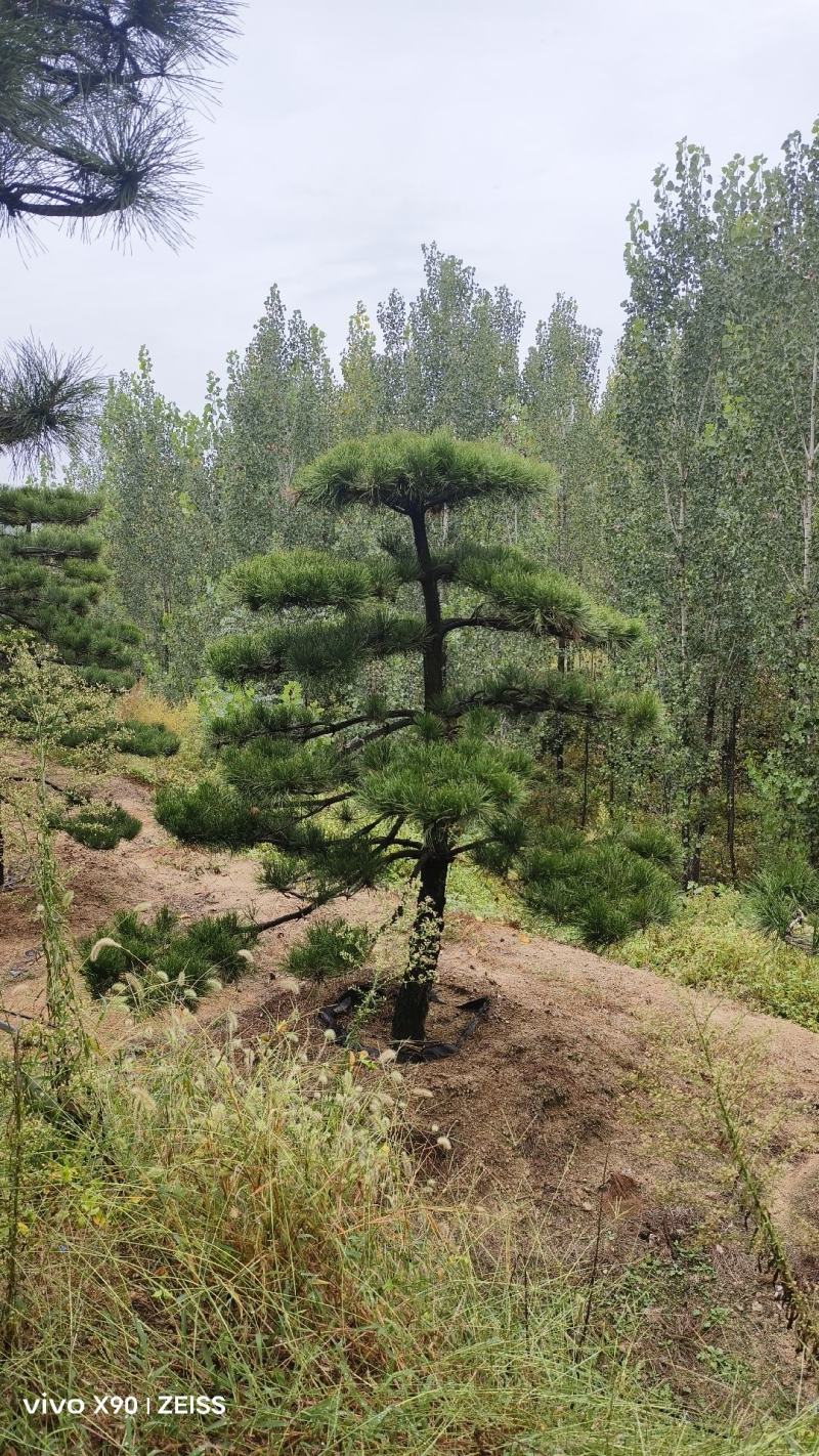 各种造型松