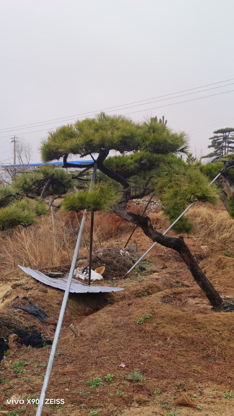 各种造型松