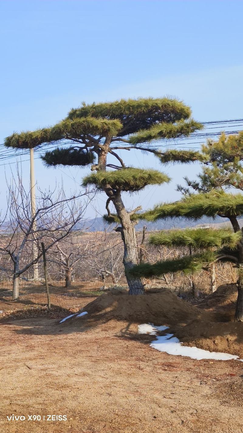 各种造型松