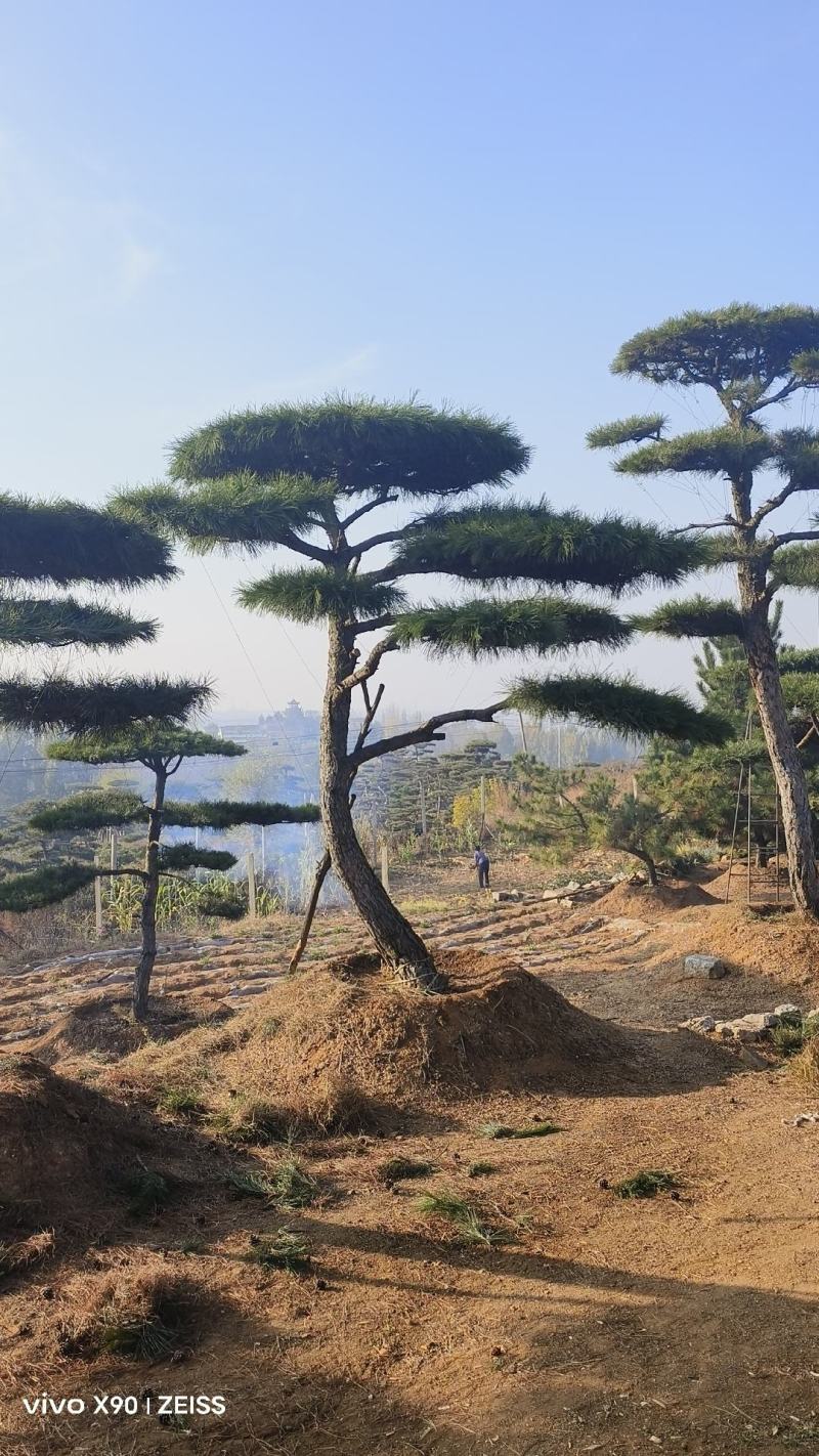 各种造型松