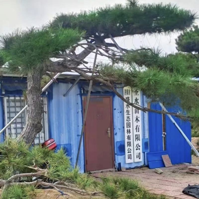 各种造型松