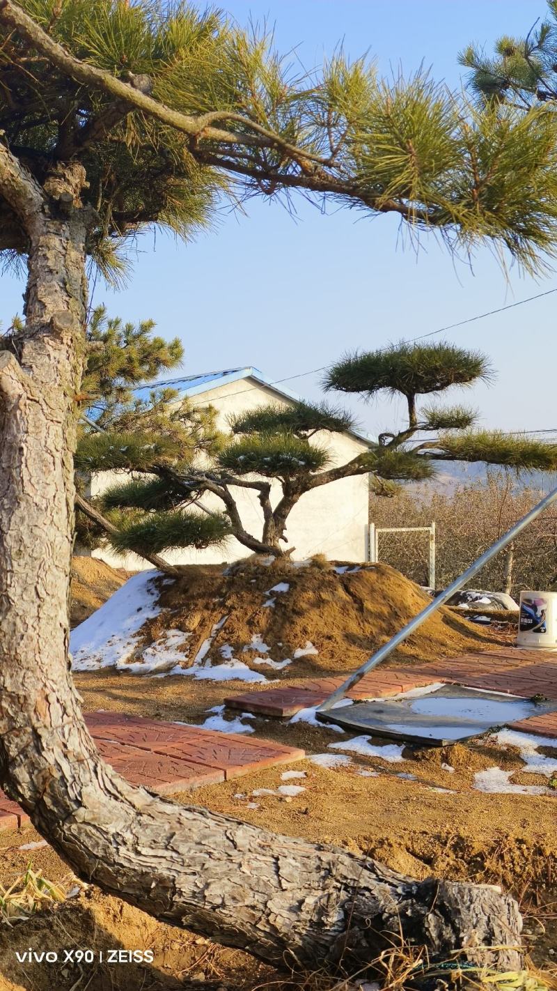 各种造型松