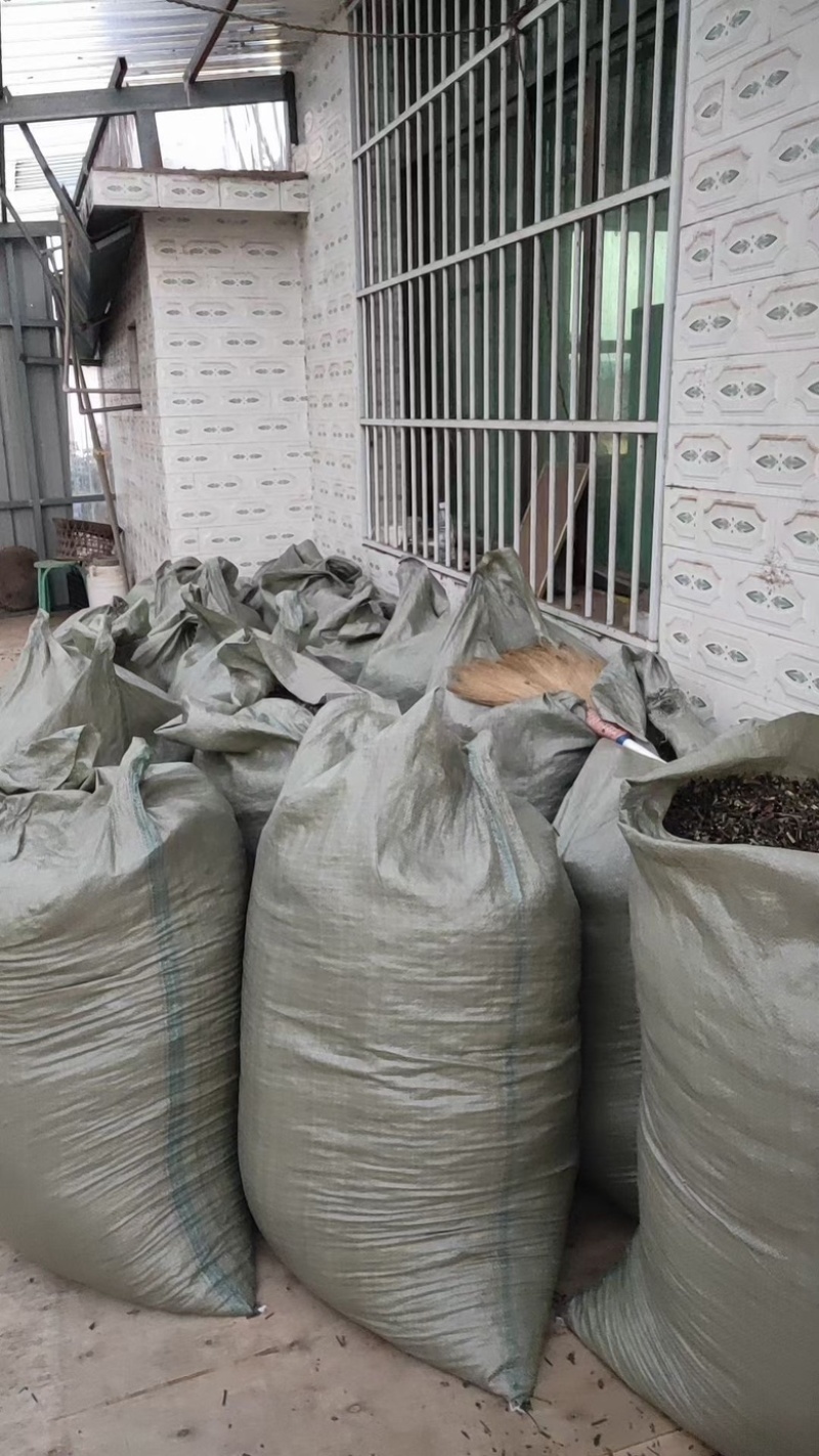 猫须草