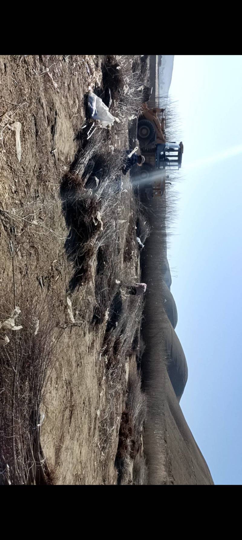 大量出售榆树苗