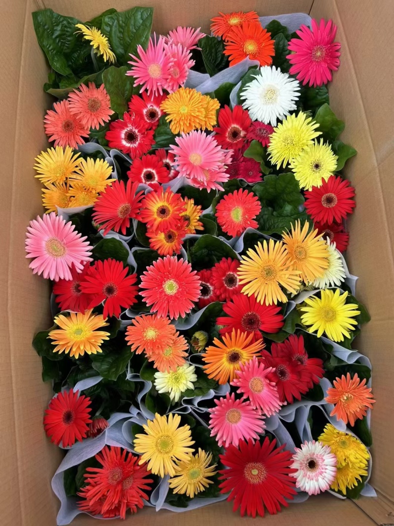 勋章菊