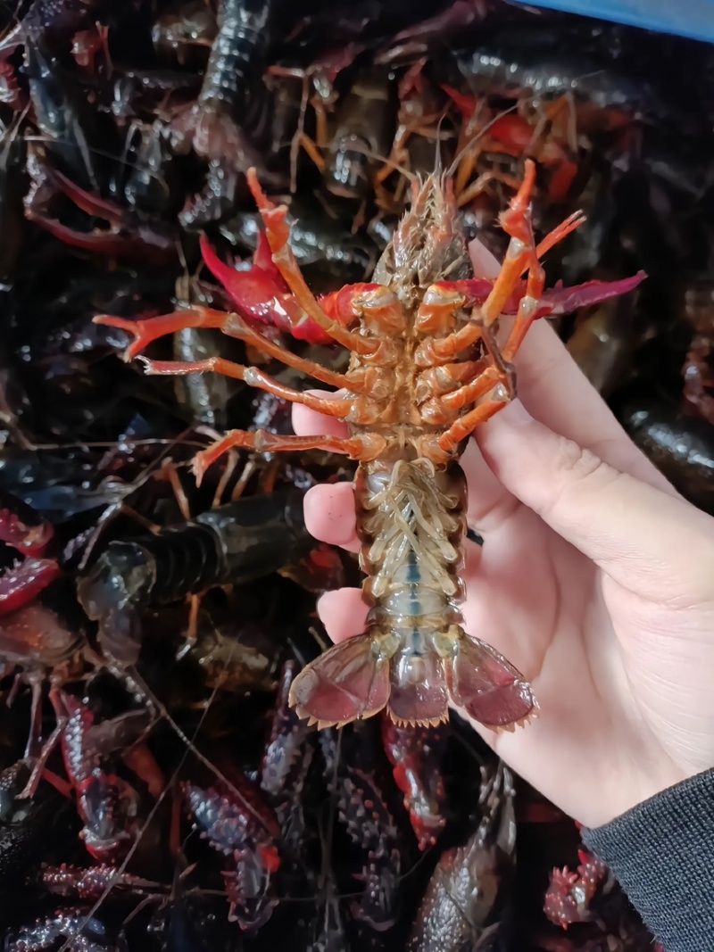 江苏泗洪小龙虾