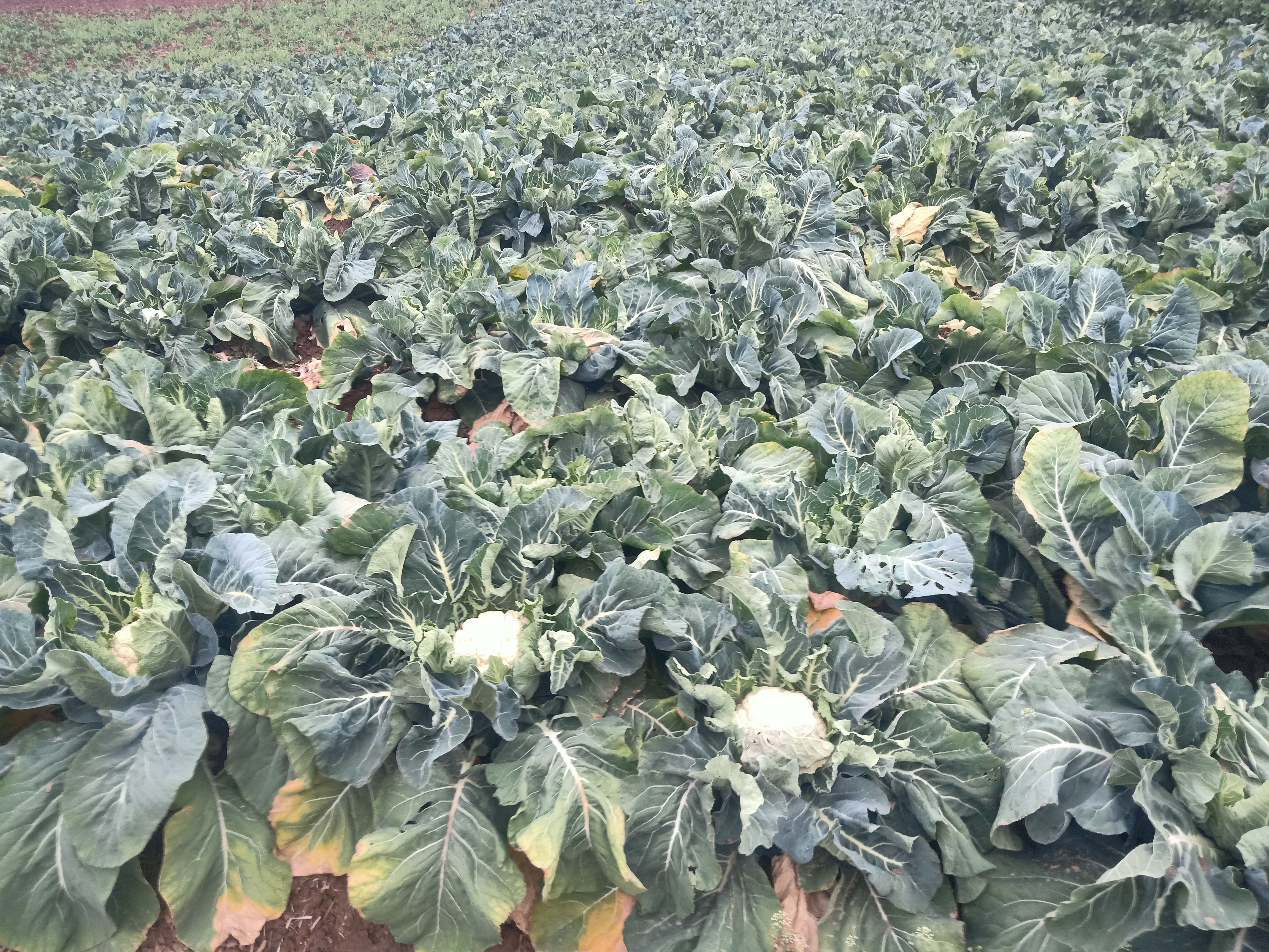 菜花种植基地对比图