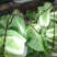 【湖北恩施黄心大白菜】无烧心无台无虫眼,品质好货产区直发