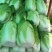 【湖北恩施黄心大白菜】无烧心无台无虫眼,品质好货产区直发