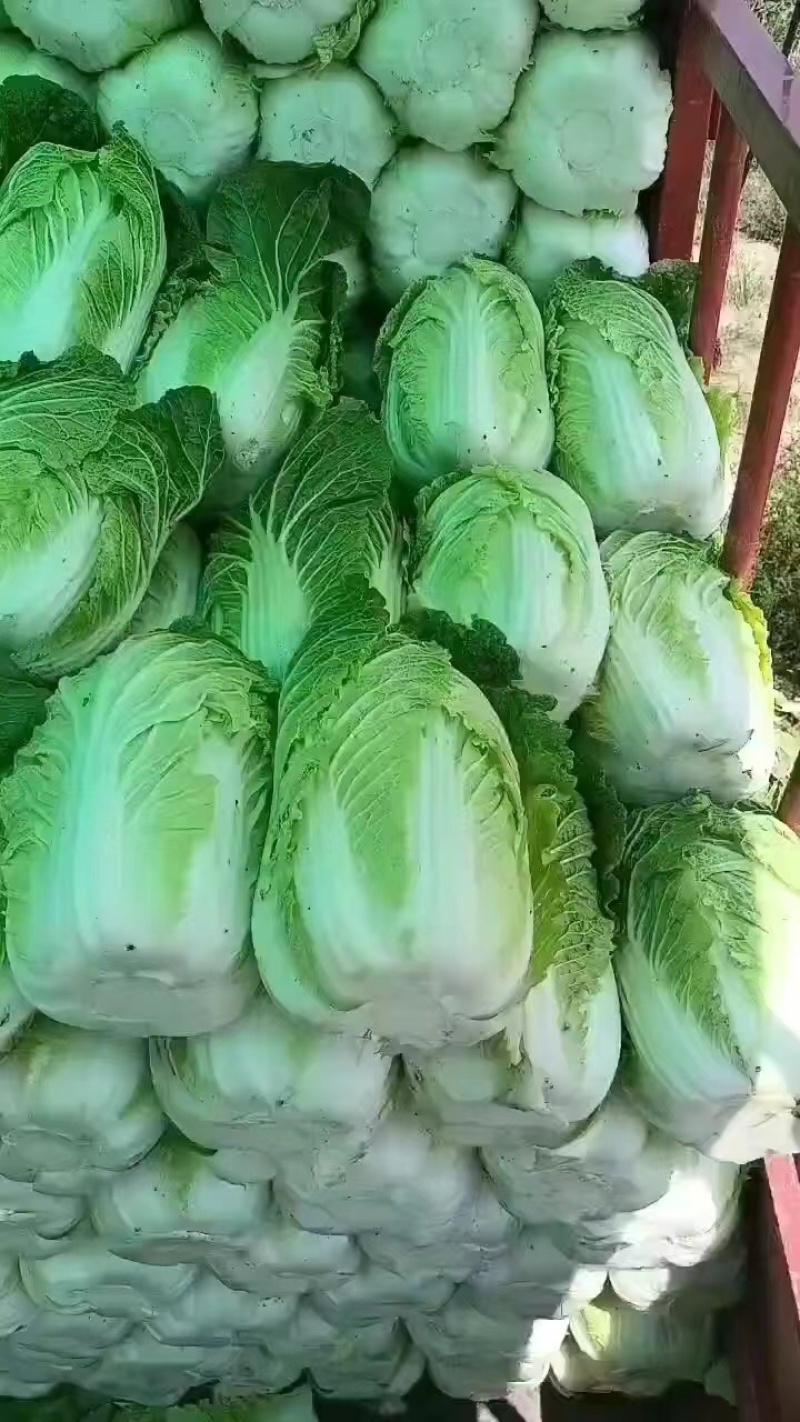 【湖北恩施黄心大白菜】无烧心无台无虫眼，品质好货产区直发