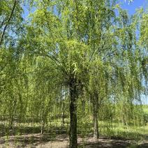 垂柳柳树，10-30公分，专业苗圃基地种植，移栽易成活