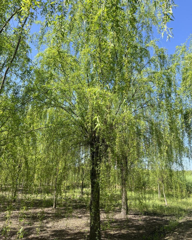 垂柳柳树，10-30公分，专业苗圃基地种植，移栽易成活