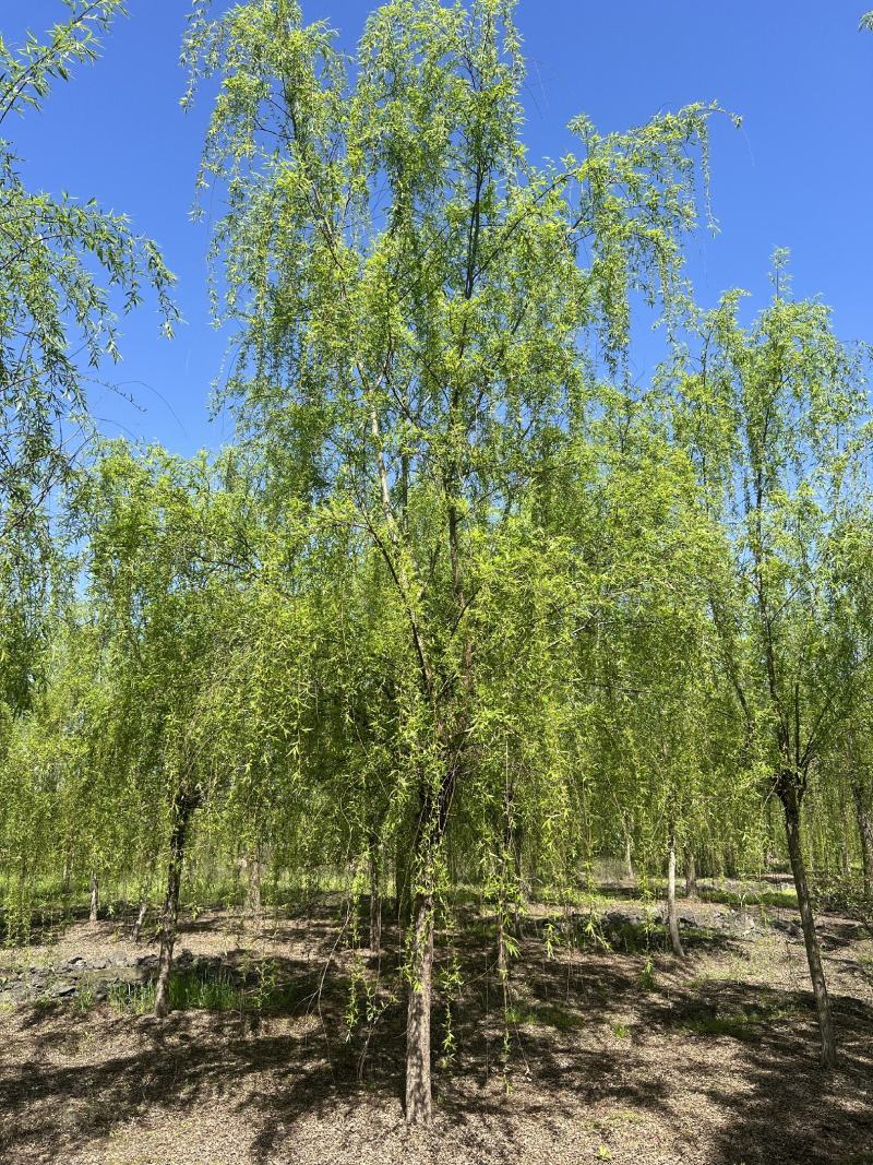 垂柳柳树，10-30公分，专业苗圃基地种植，移栽易成活