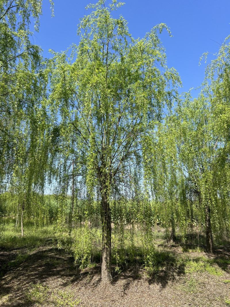 垂柳柳树，10-30公分，专业苗圃基地种植，移栽易成活